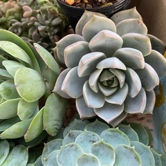 多肉植物カット詰め合わせ　大きめ苗たくさんの画像