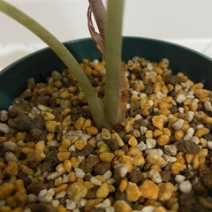 観葉植物　アロカシア　ベイビーの画像