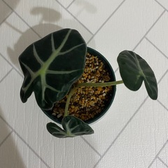 観葉植物　アロカシア　ベイビーの画像