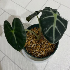 観葉植物　アロカシア　ベイビーの画像