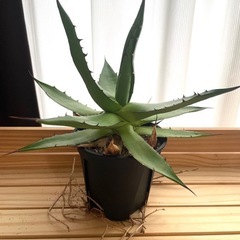 アガベ　ホリダ　観葉植物の画像