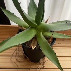 アガベ　ホリダ　観葉植物の画像