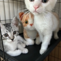 子猫 2ヶ月半