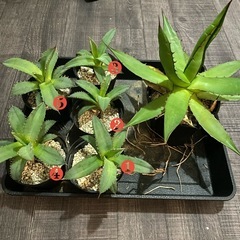 アガベ　チタノタ①　観葉植物の画像