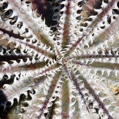 ディッキア　ヘブンアンドヘル　子株　発根済の画像