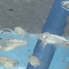 サファイア　メダカ　めだかの画像
