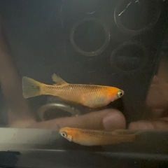 来光　メダカ　5匹500円の画像