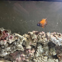 水槽、レイアウト、その他機材、魚セットの画像