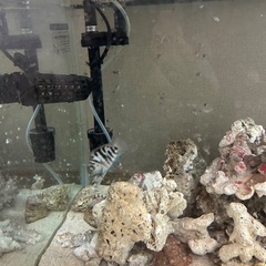 水槽、レイアウト、その他機材、魚セットの画像