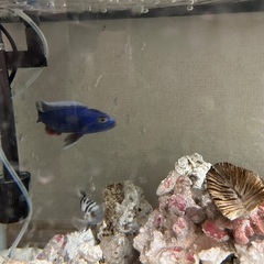 水槽、レイアウト、その他機材、魚セットの画像