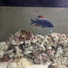 水槽、レイアウト、その他機材、魚セットの画像