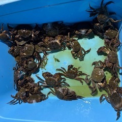 高梁川　モクズガニの画像