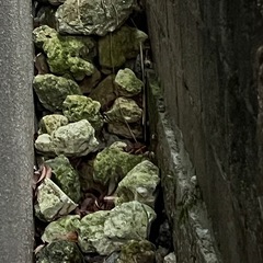 琉球石灰岩の画像