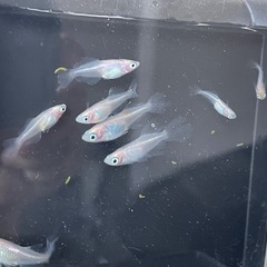 ピンクバタフライ12匹+αの画像