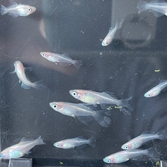 ピンクバタフライ12匹+αの画像