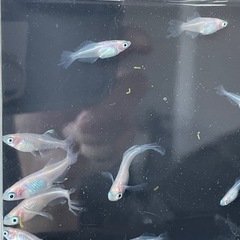 ピンクバタフライ12匹+αの画像