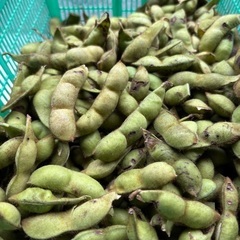 B級品　黒枝豆　黒豆移行中　1粒が多いの画像