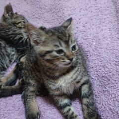 優しい里親さんに譲渡します