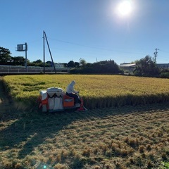 今年の新米、にこまるです。
の画像