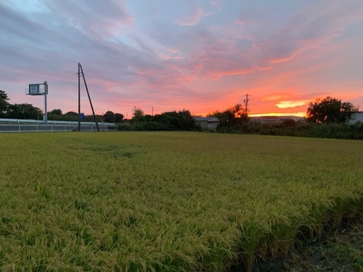 今年の新米、にこまるです。