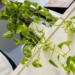 鑑賞植物3点セットの画像