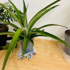 鑑賞植物3点セットの画像