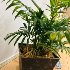 鑑賞植物3点セットの画像