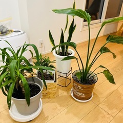鑑賞植物4点セットの画像