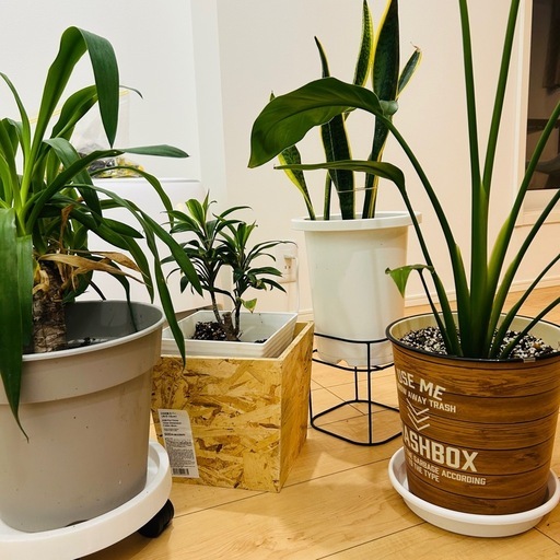 鑑賞植物4点セット