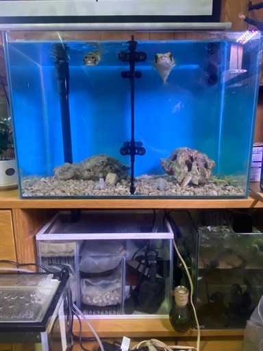 オーバーフロー水槽　生体2匹付き