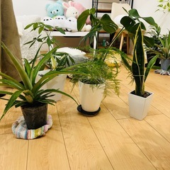 鑑賞植物5点セットの画像
