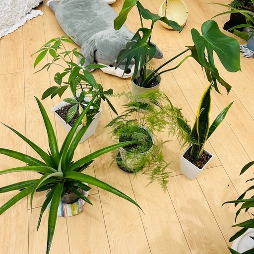 鑑賞植物5点セット