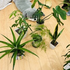 鑑賞植物5点セットの画像