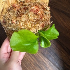 ビカクシダ　リドレイの画像
