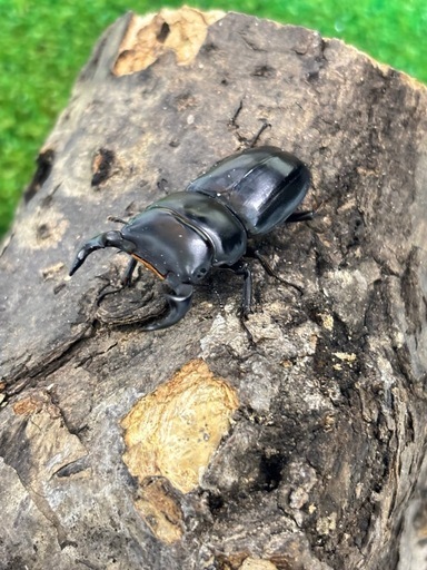 ヤクシャオオクワガタ（ツノボソオオクワガタ）即ブリ　トリオ