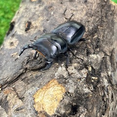 ヤクシャオオクワガタ（ツノボソオオクワガタ）即ブリ　トリオの画像