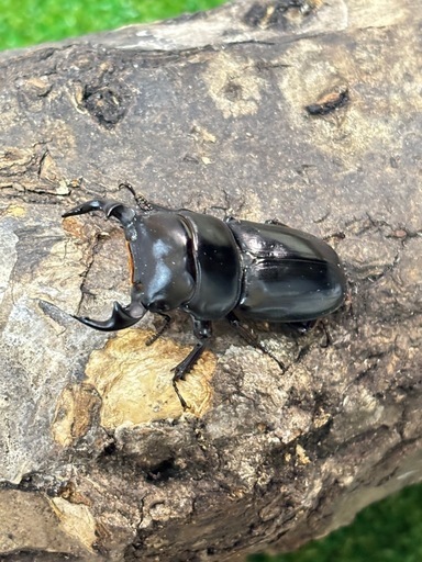 ヤクシャオオクワガタ（ツノボソオオクワガタ）即ブリ　トリオ