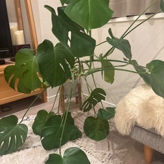 モンステラの画像