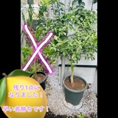 家の植物全て売りますの画像