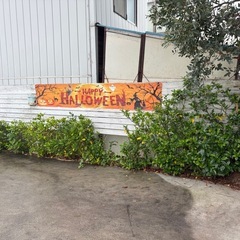 庭木の剪定、伐採承ります！