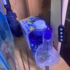 オーバーフロー水槽　生体2匹付きの画像