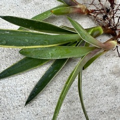 【アガベ ベネズエラ】子株 5つセット 観葉植物 抜き苗 発芽済み アロエの画像