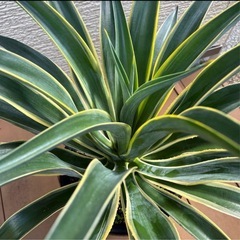 【アガベ ベネズエラ】子株 5つセット 観葉植物 抜き苗 発芽済み アロエの画像