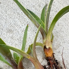 【アガベ ベネズエラ】子株 5つセット 観葉植物 抜き苗 発芽済み アロエの画像