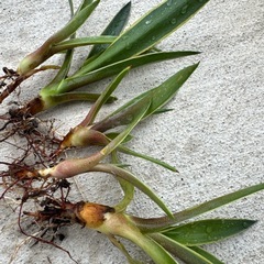 【アガベ ベネズエラ】子株 5つセット 観葉植物 抜き苗 発芽済み アロエの画像