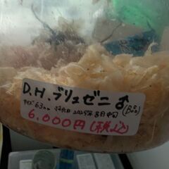 ヘラクレスブリュゼニ成虫ペアの画像