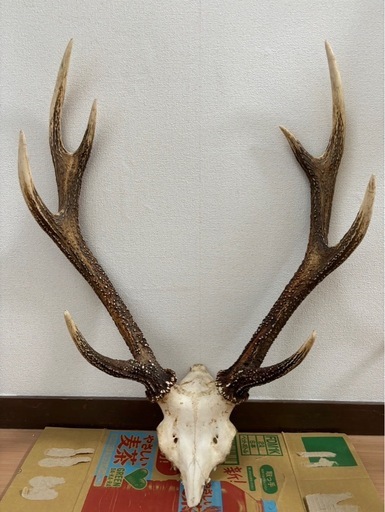 天然鹿の角（京北産）