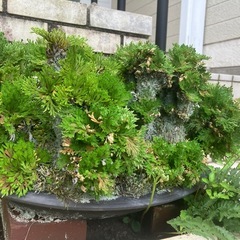 イワヒバの画像