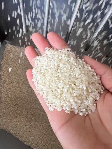 お米　中米　白米　30キロ