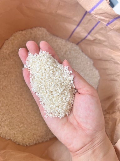 お米　中米　白米　30キロ